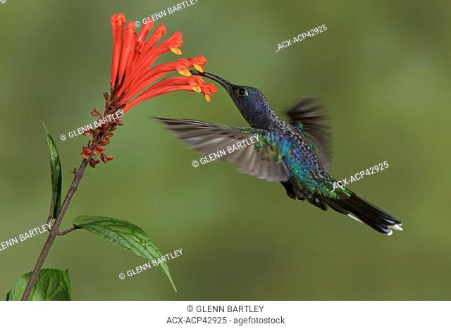 Violet Sabrewing Campylopterus hemileucurus flying and feeding at a flower in Costa Rica