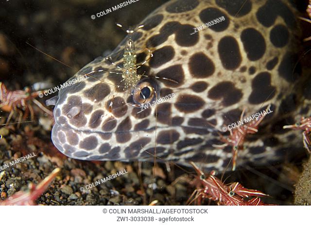 Juvenile Blackspotted Moray (Gymnothorax favagineus) with Clear Cleaner Shrimp (Urocaridella antonbrunii) on cheek with Dancing Shrimp (Rhynchocinetes...