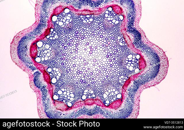 Dicot stem showing epidermis, epidermal hairs, cortex, pericycle, vascular bundles, phloem, xylem, parenchyma and medulla