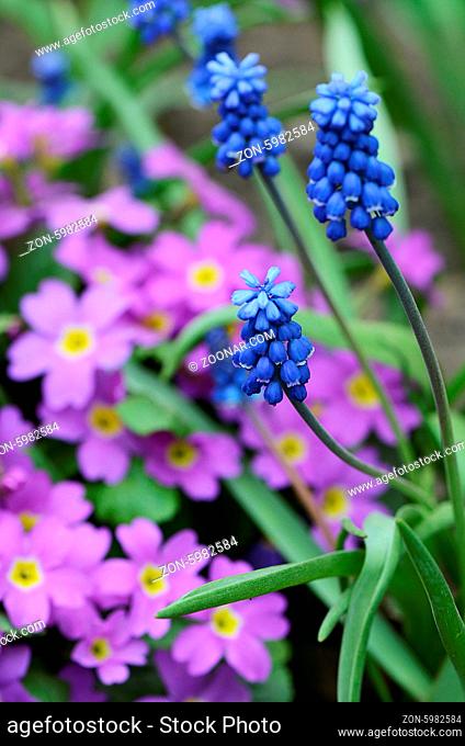 The blue spring flowers muscari in the garden