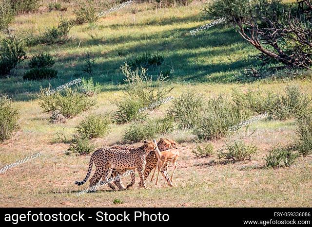 Cheetahs with a baby Springbok kill in the Kgalagadi Transfrontier Park, South Africa