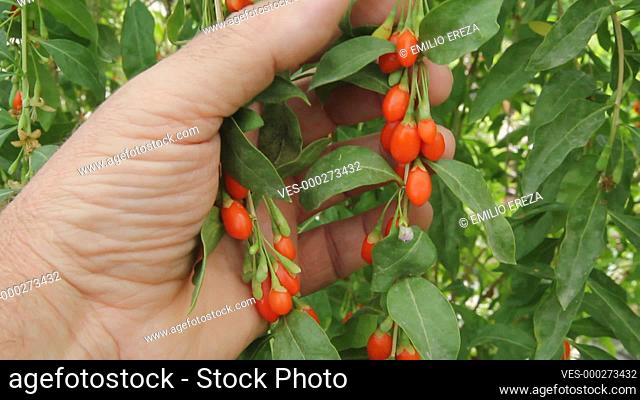 Goji berries. Lycium barbarum