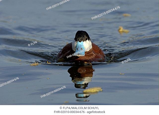 Ruddy Duck Oxyura jamaicensis adult male, swimming, Regents Park, London, England