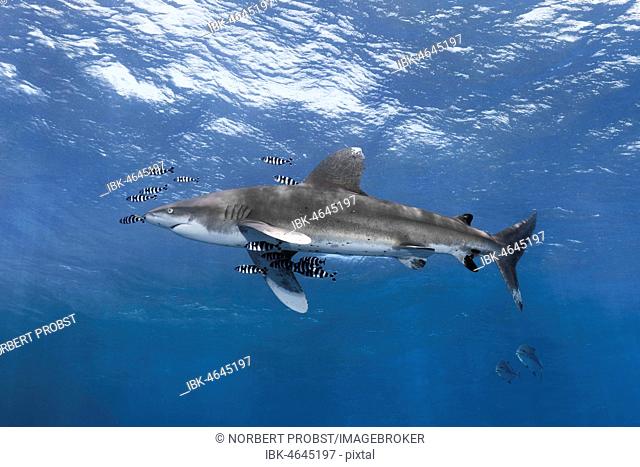 Oceanic whitetip shark (Carcharhinus longimanus) surrounded by Pilot Fishes (Naucrates ductor) floats in the open sea, Red Sea, Egypt