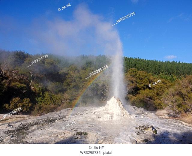 Lady Knox Geyser eruption with rainbow, Waiotapu, North Island, New Zealand, Pacific