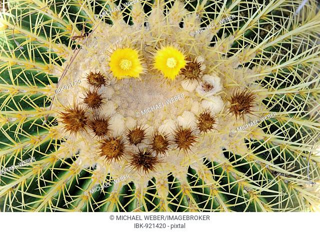 Golden Barrel Cactus, Golden Ball or Mother-in-Law's Cushion (Echinocactus grusonii) in the shape of a face