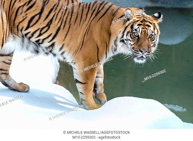 A tiger at the waters edge in the snow during winter