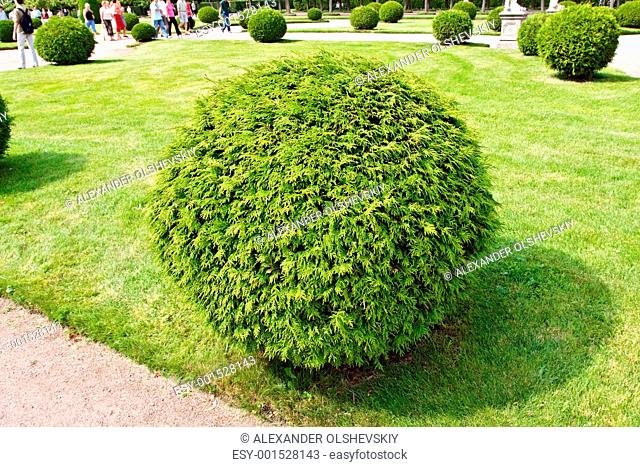 Arborvitae round bush