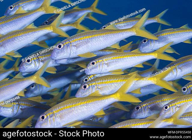 Shoal of Yellowfin Goatfish, Mulloidichthys vanicolensis, Giftun Island, Red Sea, Egypt