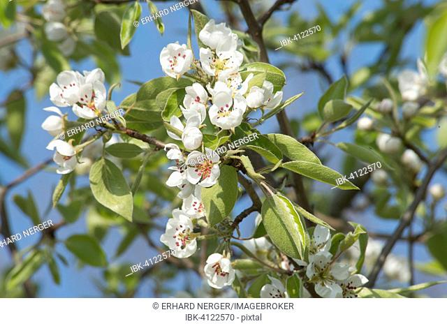 Flowering Pear tree (Pyrus sp.), Emsland, Lower Saxony, Germany