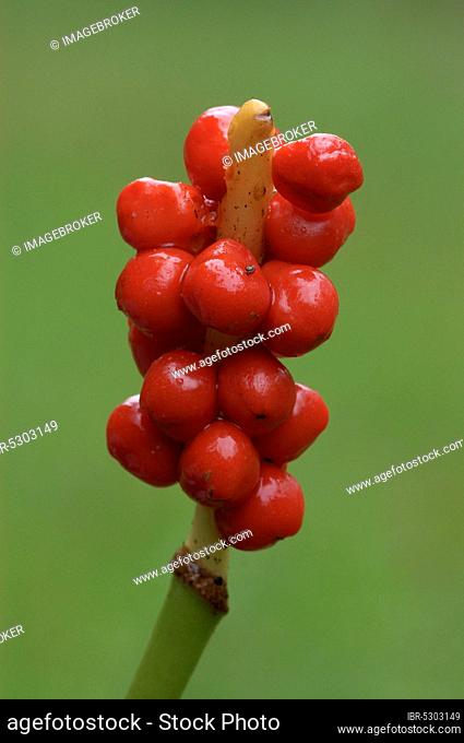 Lords and Ladies (Arum maculatum), fruits, North Rhine-Westphalia, Germany, Europe