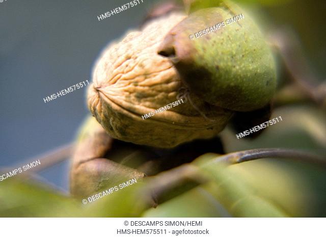France, Isere, South Gresivaudan, bug nuts on a drowning in the production area of the AOC Grenoble walnuts near Vinay