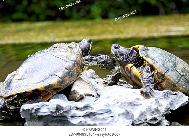 Tortoises on stone taking rest