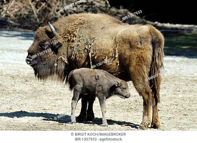 Wisent or European Bison (Bison bonasus) with a young calf