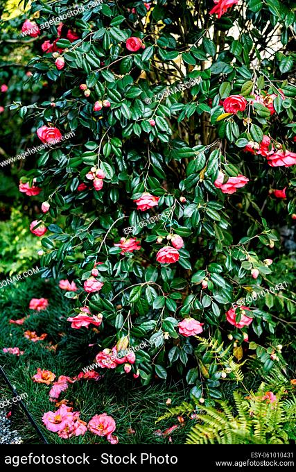 Bush of pink camellia with green leaves on the grass. High quality photo