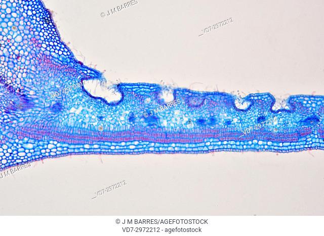 Leaf cross section of Nerium oleander showing epidermis, palisade mesophyll, spongy mesophyll and stomatal crypt. Optical microscope X100