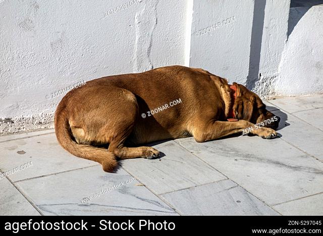 Stray dog sleeping in the street , Santorini, Greece