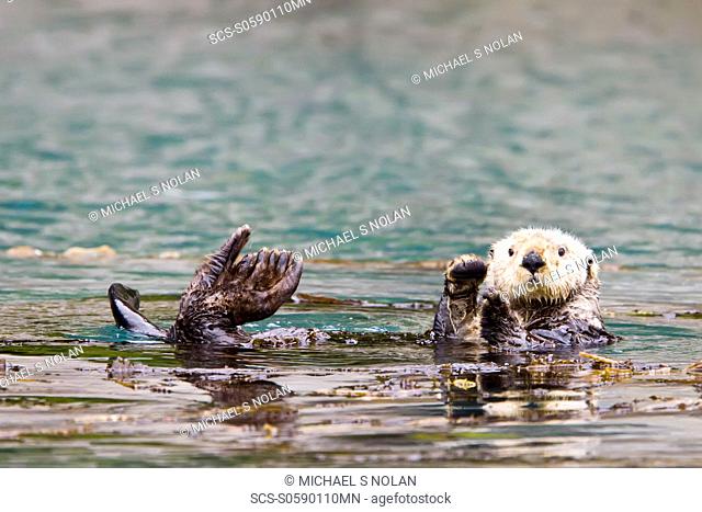 Adult sea otter Enhydra lutris kenyoni in Inian Pass, Southeastern Alaska, USA Pacific Ocean MORE INFO: This sub-species ranges from the Aleutian Islands...