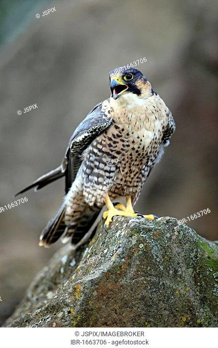 Peregrine Falcon (Falco peregrinus), adult, male, calling, perched on rock, Germany, Europe
