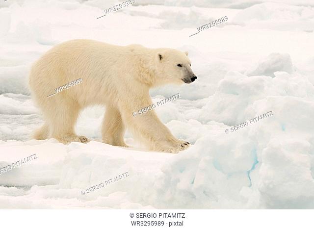 Polar bear (Ursus maritimus), Polar Ice Cap, 81 degrees, north of Spitsbergen, Arctic, Norway, Europe