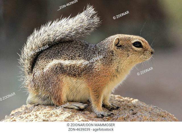 Yuma Antelope Squirrel (Ammospermophilus harrisi)