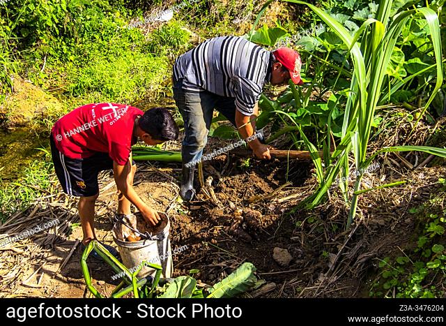 Father and son harvesting malanga root in Topes de Collantes, Trinidad, Republic of Cuba, Caribbean, Central America