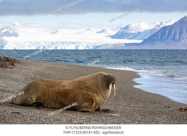Atlantic Walrus (Odobenus rosmarus rosmarus) adult, moving on beach, Poolepynten, Prins Karls Forland, Forlandet N.P., Svalbard, September