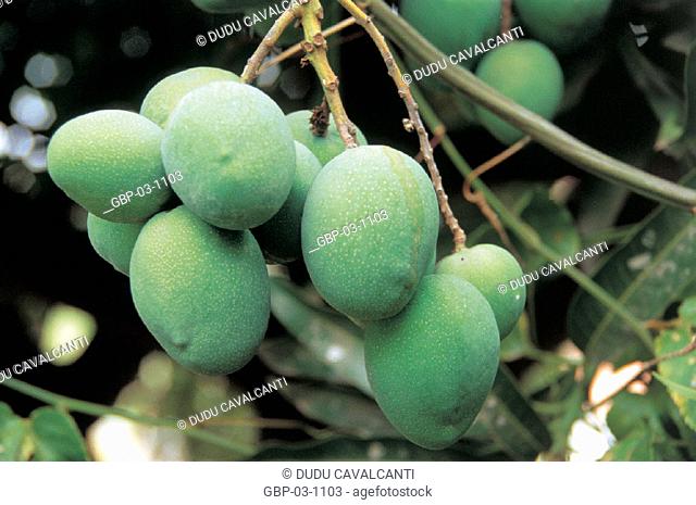 Photo illustrated a plant, tree, fruit, mango, curl, green, harvest, branches, leaves