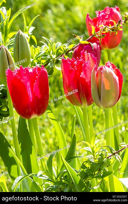 Fringed Tulip 'Burgundy Lace'