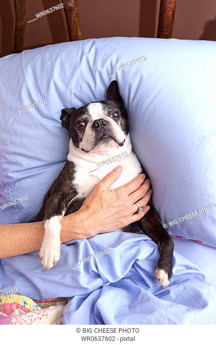 Woman's arm around dog in bed