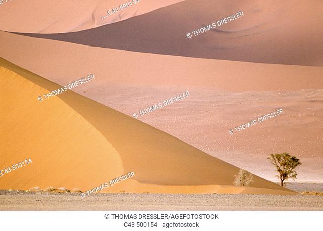 Camelthorn tree (Acacia erioloba) and sand dunes in the Namib Desert. Namib-Naukluft Park, Namibia