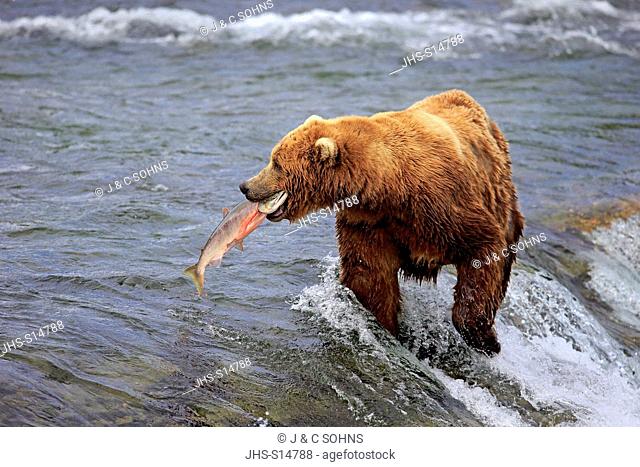 Grizzly Bear, (Ursus arctos horribilis), adult in water feeding on salmon , Brookes River, Katmai Nationalpark, Alaska, USA, North America
