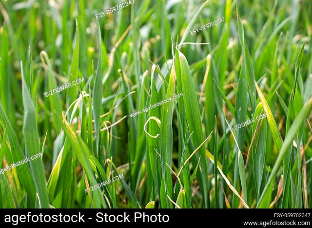 Dried wheat leaf tips, winter wheat disease from herbicide application and low temperatures
