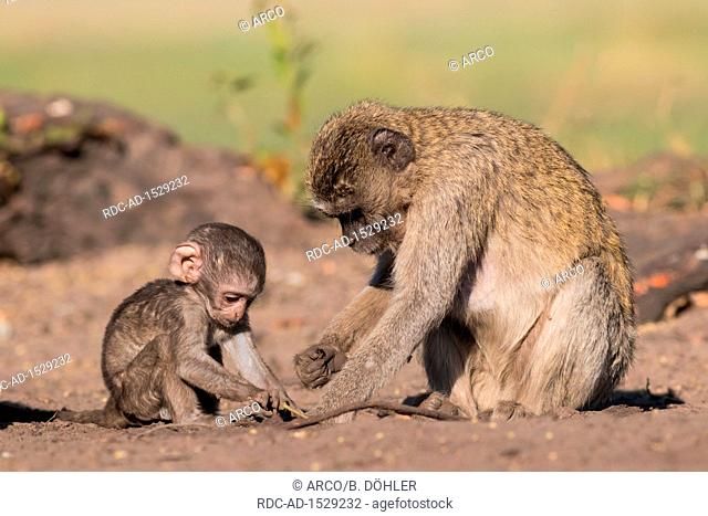 Vervet Monkey, Linyanti area, Chobe National Park, Botswana, Africa, Chlorocebus pygerythrus