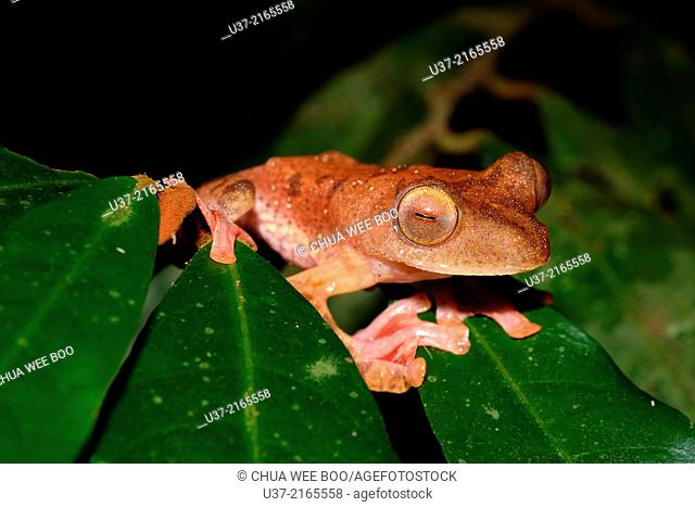 Harlequin tree frog Rhacophorus pardalis. Image taken at Kubah National Park, Sarawak, Malaysia