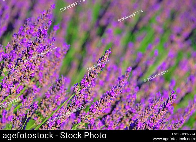 Lavendel - lavender 66