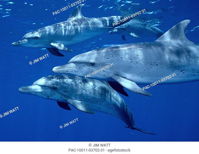 CARI, Little Bahama Bank, 4 Atlantic Spotted Dolphins (Stenella) underwater A92C