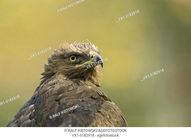Lesser Spotted Eagle ( Aquila pomarina ), adult, sharp eagle eyes, beautiful coloured head portrait.