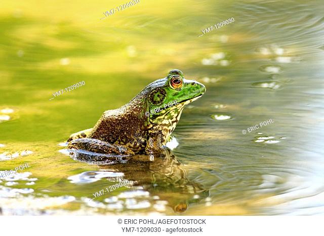 American Bullfrog Rana catesbeiana - Lavaca County, Texas, USA  Mature male in summer