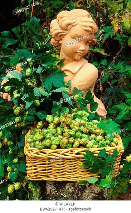 common hop Humulus lupulus, hop and garden figur, Germany