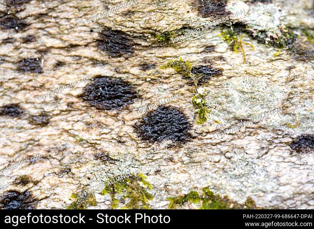 PRODUCTION - 16 March 2022, Rhineland-Palatinate, Börfink: The Hunsrück warty lichen (Verrucaria hunsrueckensis), which was scientifically described as a new...