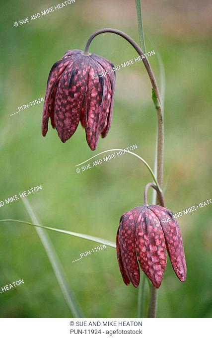 Snake's head fritillaries fritillaria meleagris growing in a wildflower meadow in Yorkshire
