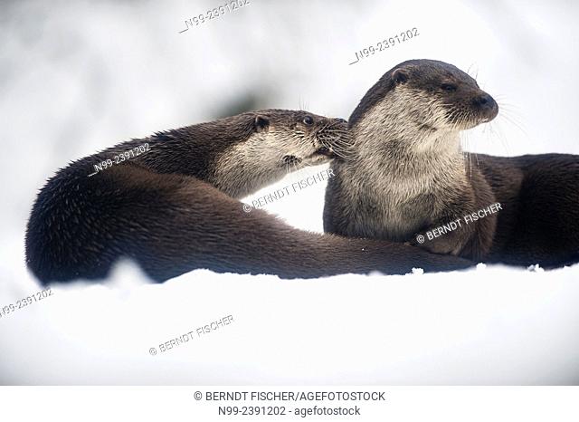 Otter (Lutra lutra), couple on frozen mountain creek, National Park Bayerischer Wald, Bavaria, Germany