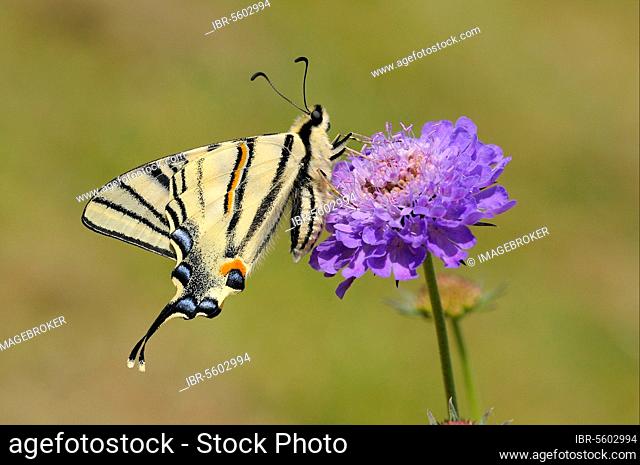 Papilio podalirius, Swallowtail, Knight butterfly, Other animals, Insects, Butterflies, Animals, Scarce Swallowtail (Iphiclides podalirius) adult, underside