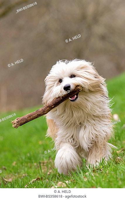 Tibetan Terrier, Tsang Apso, Dokhi Apso (Canis lupus f. familiaris), ten month old bright sable and white male running over a meadow with a stick in his mouth