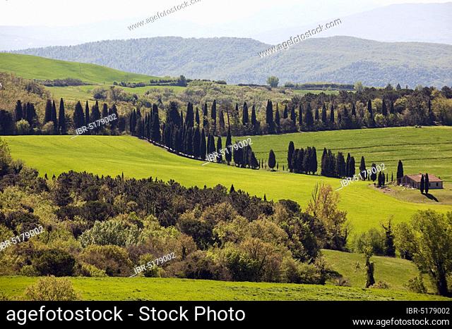 Farmhouse and mediterranean cypress (Cupressus sempervirens), Tuscany, Tuscany, Europe, Italy, Europe