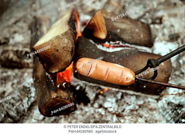 A Makkara (a grilled hotdog) is grilled over the open fire near Rovaniemi, Finland, 30 July 2016. Photo: Peter Endig/dpa.