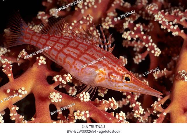 long-nosed hawkfish, longnose hawkfish Oxycirrhites typus, between coral, Indonesia