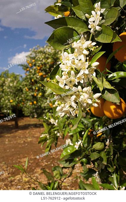 Orange trees are very common in Alzira, Ribera, Valencia, Comunidad Valenciana, Spain, Europe