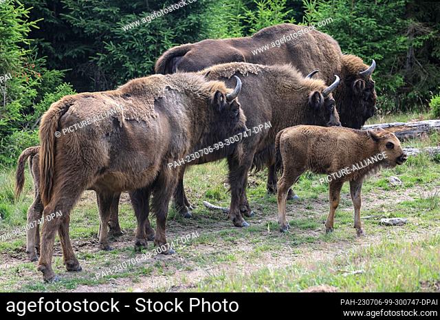 04 July 2023, North Rhine-Westphalia, Siegen: Bison walk through the bison wilderness in the Sauerland. After a long dispute over Germany's only free-roaming...